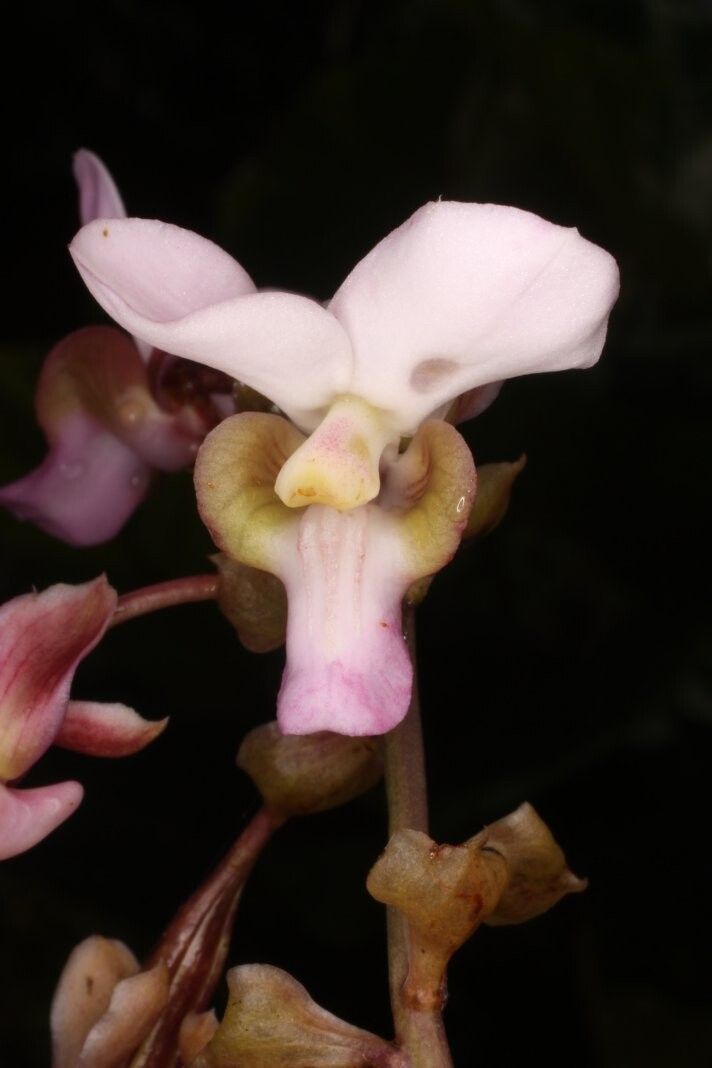 Eulophia barteri — houseplant care guide