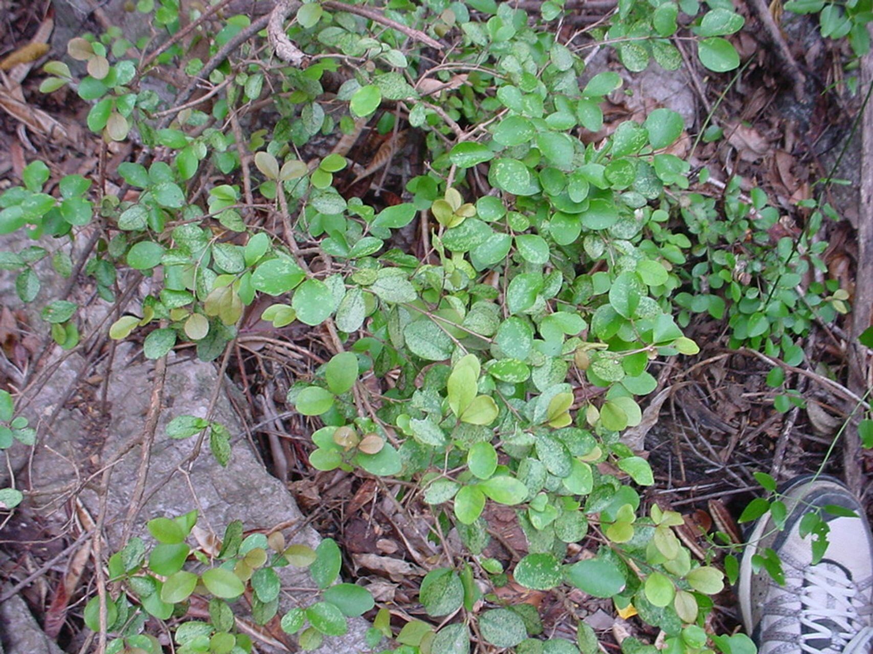Eugenia lotoides habit