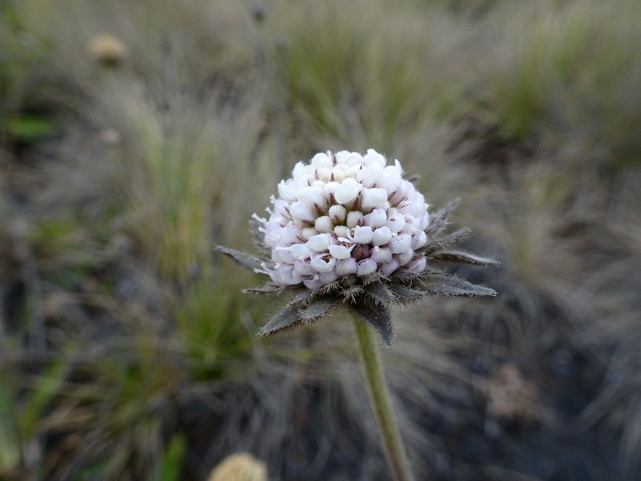Succisa trichotocephala flower