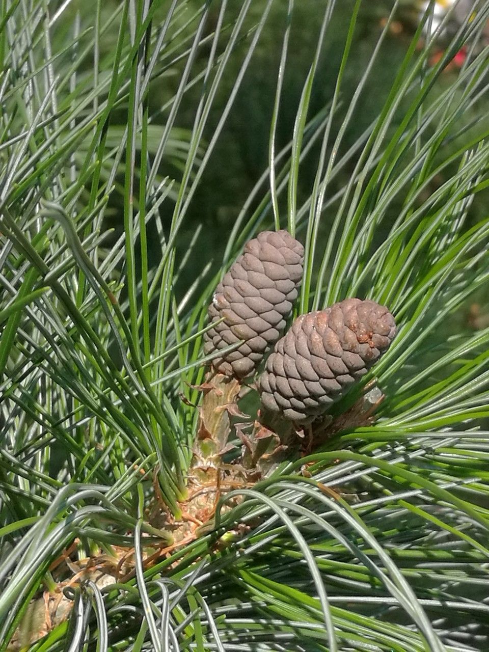 Pinus wallichiana flower