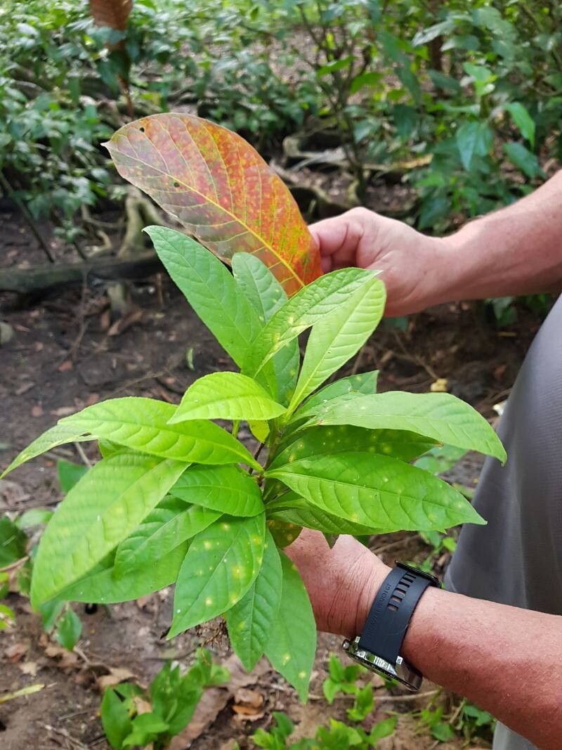 Couroupita nicaraguarensis — related species from the same genus