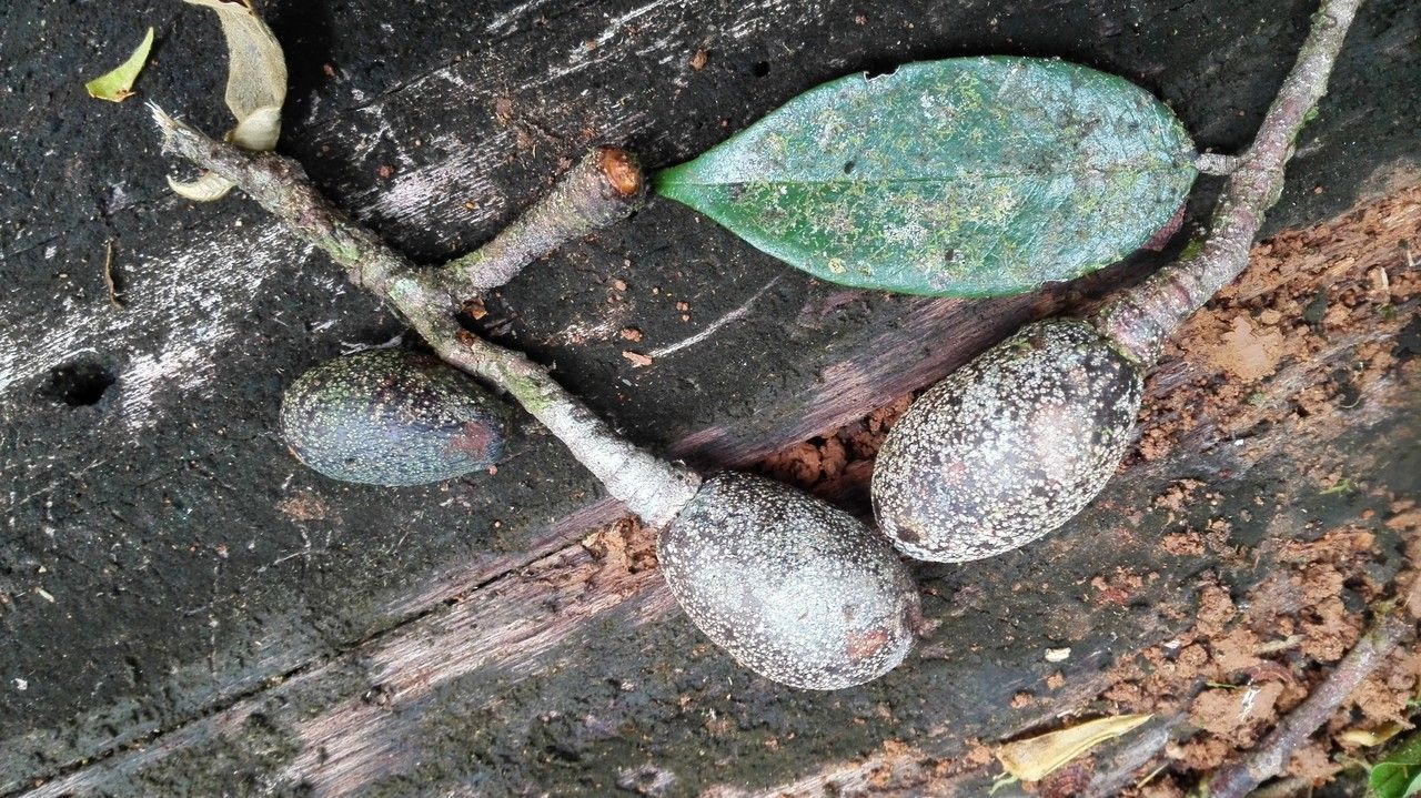 Parinari excelsa fruit