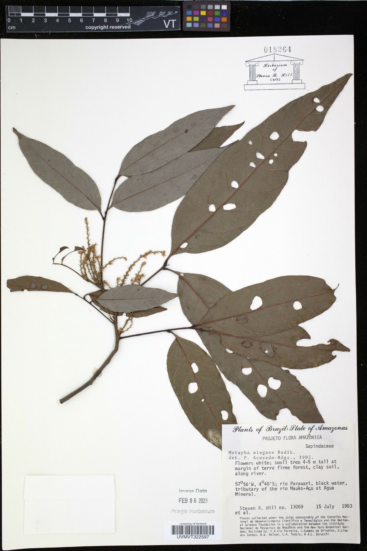 Matayba elegans other