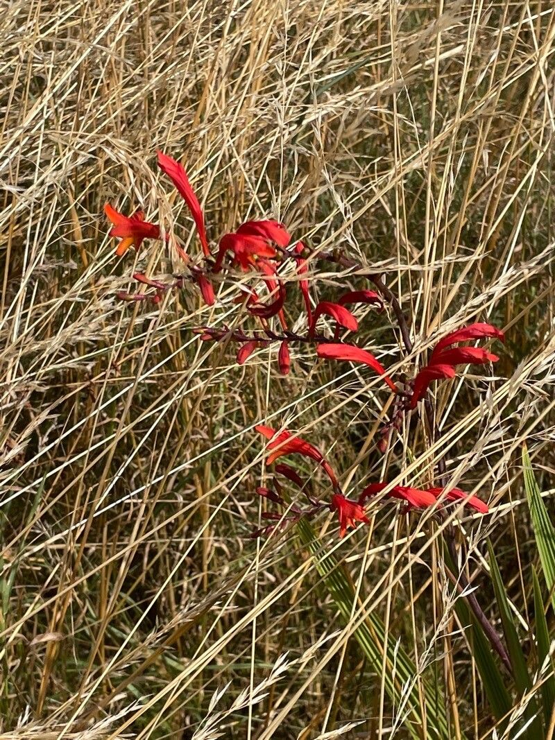 Crocosmia paniculata flower
