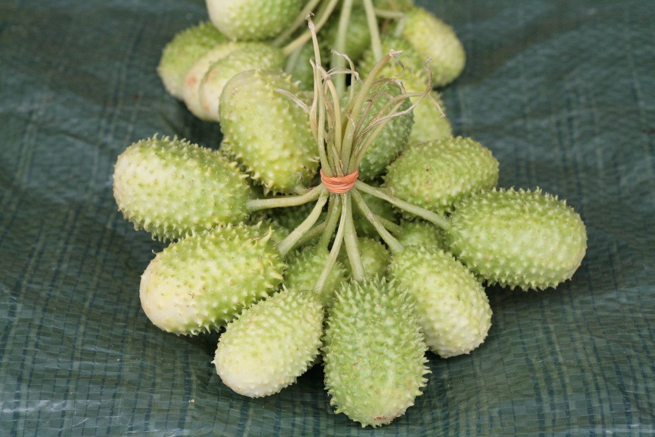 Cucumis anguria fruit