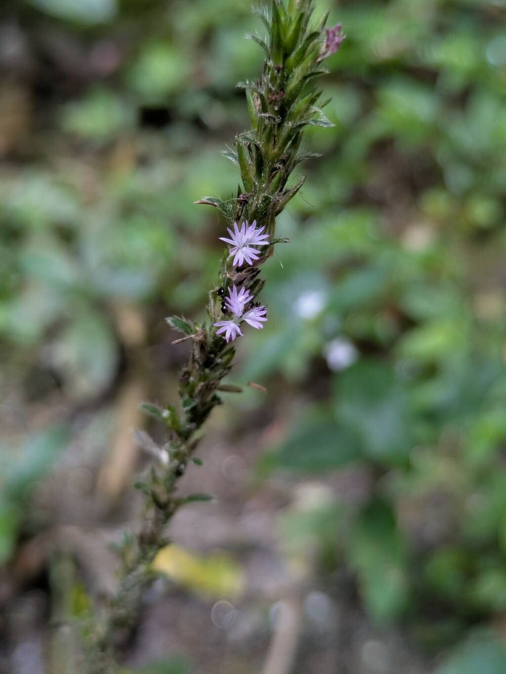 Pseudelephantopus spiralis flower