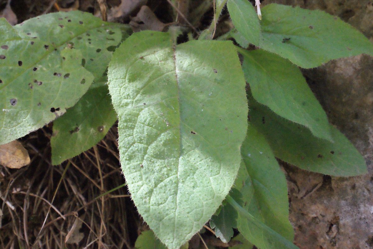 Symphytum creticum leaf