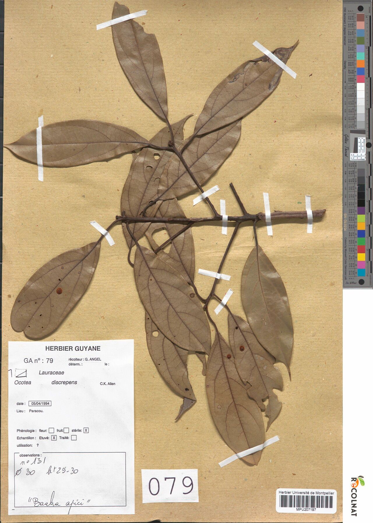 Ocotea discrepens leaf
