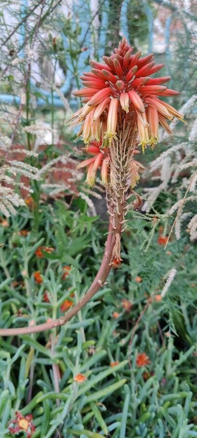 Aloe succotrina flower