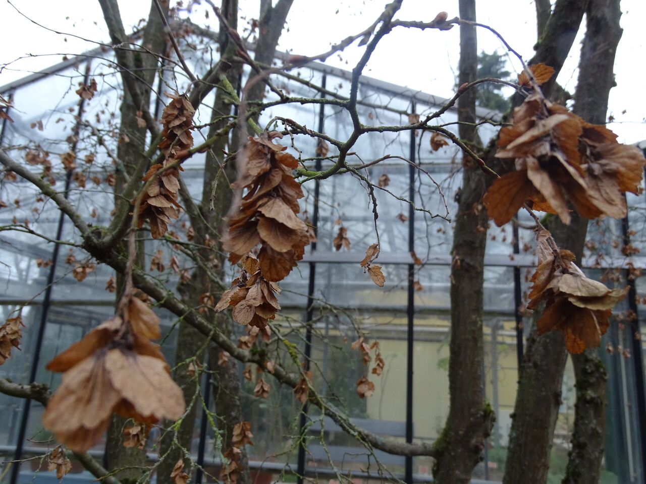 Carpinus turczaninowii — search result for 'Betulaceae'