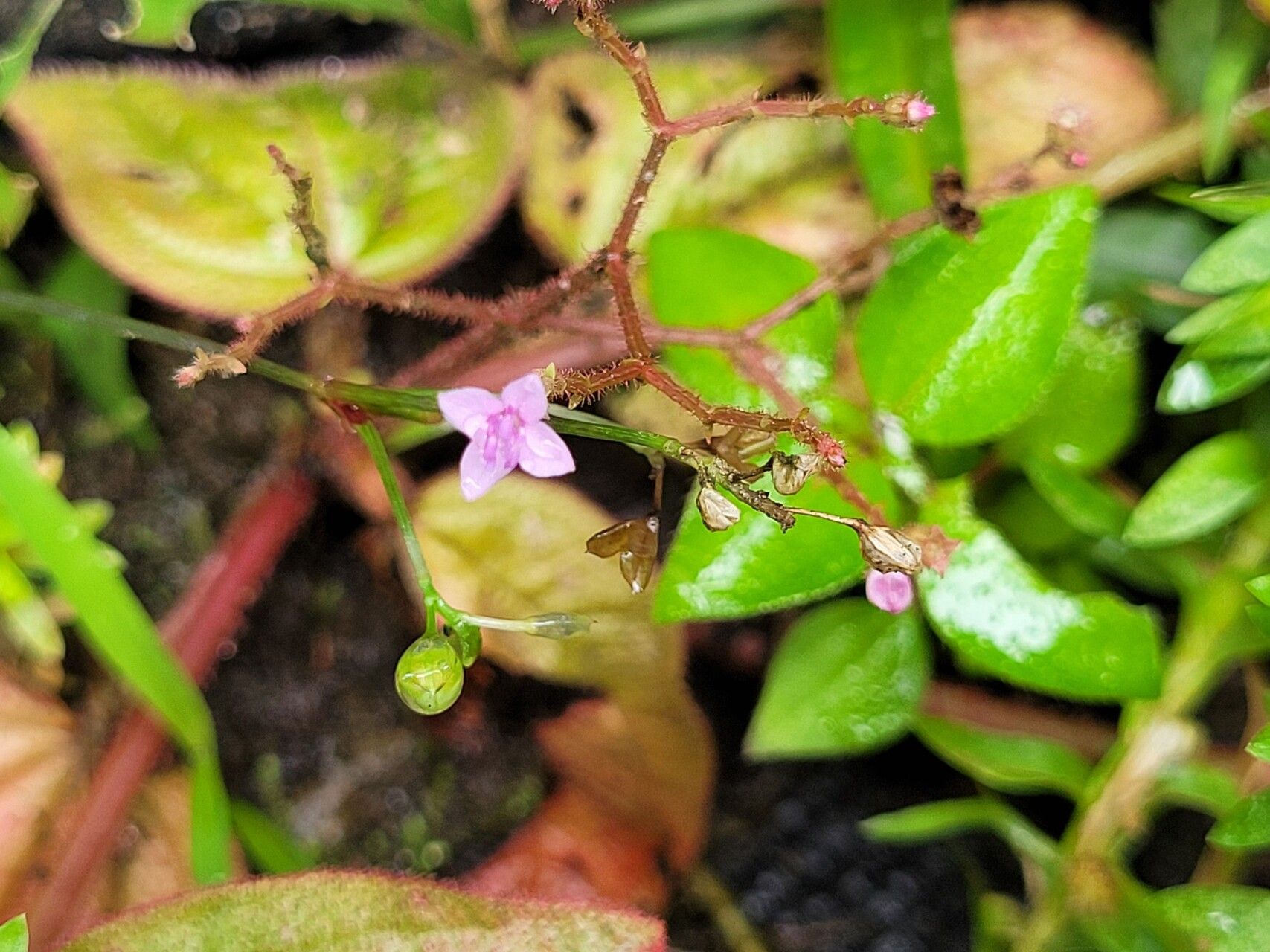 Aciotis ornata flower