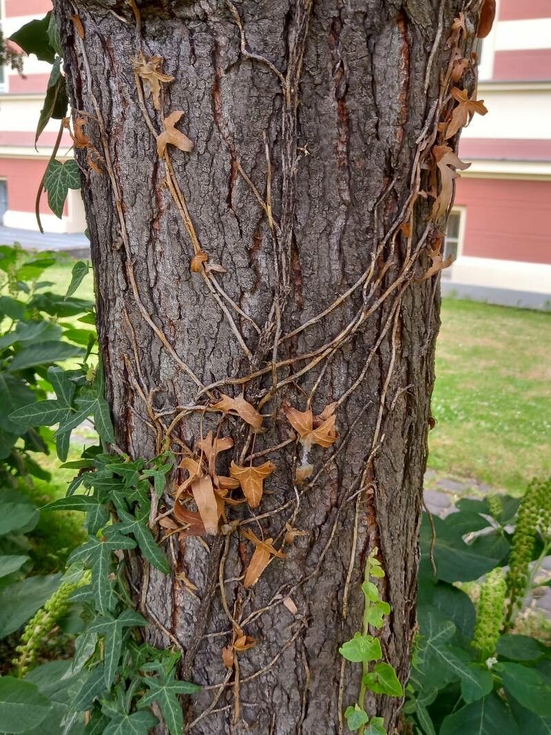 Tsuga diversifolia bark