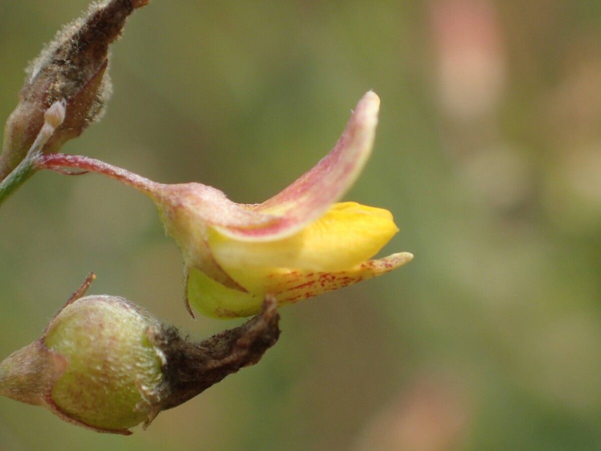 Crotalaria hyssopifolia fruit