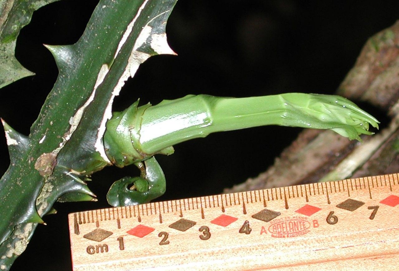 Smilax officinalis bark
