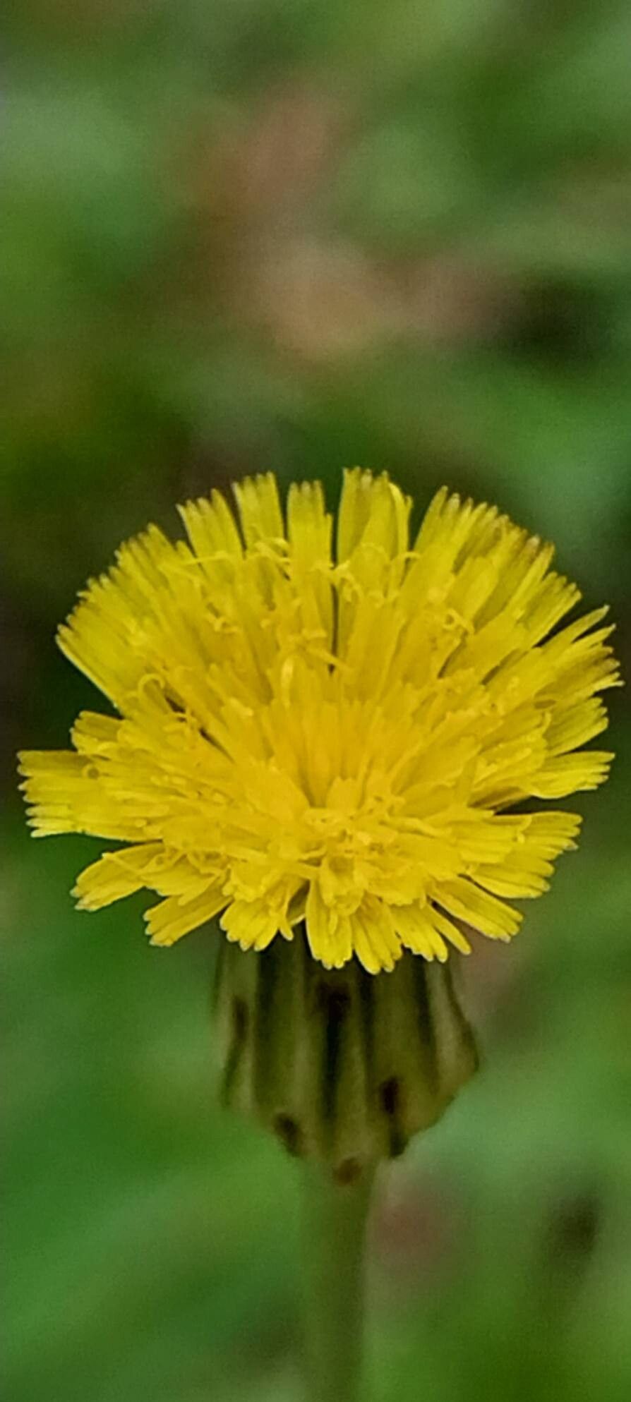 Hypochaeris microcephala — search result for 'Hypochaeris'