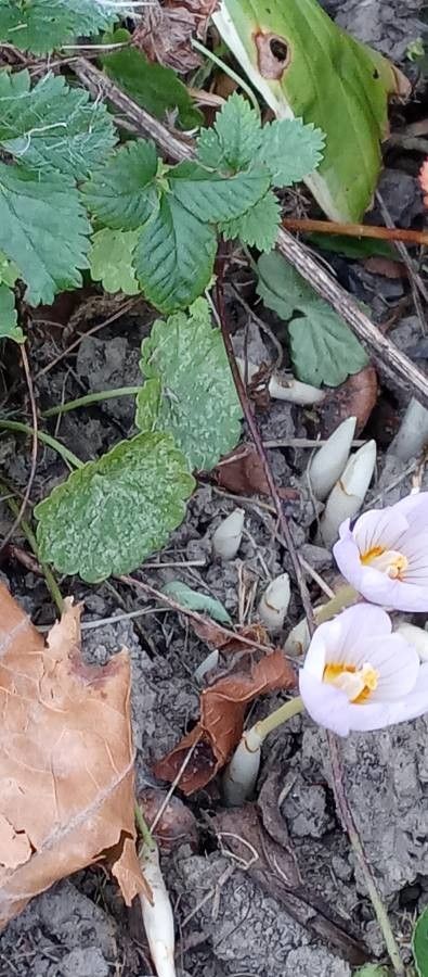 Crocus pulchellus habit
