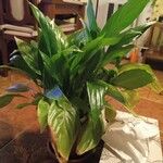 Spathiphyllum floribundum