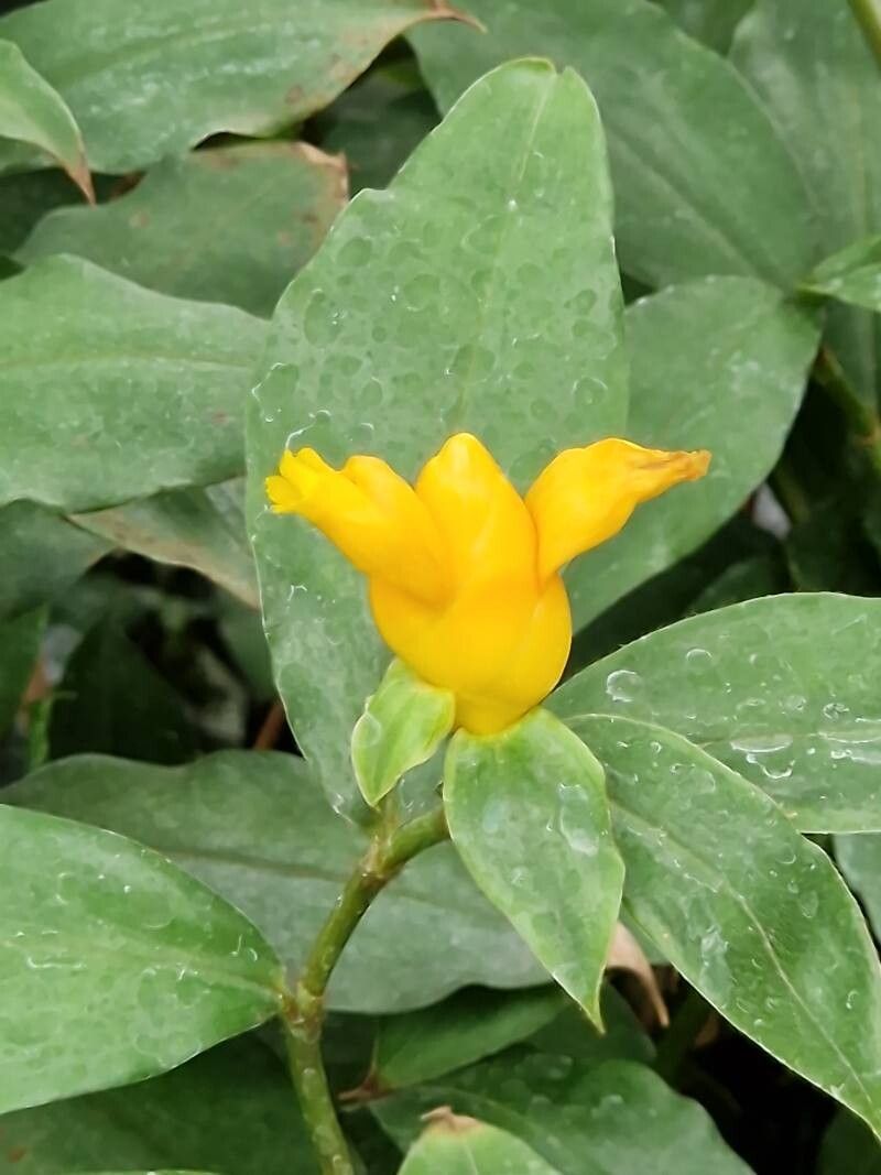 Costus lasius flower