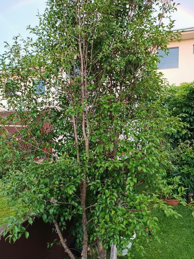 Eugenia florida habit