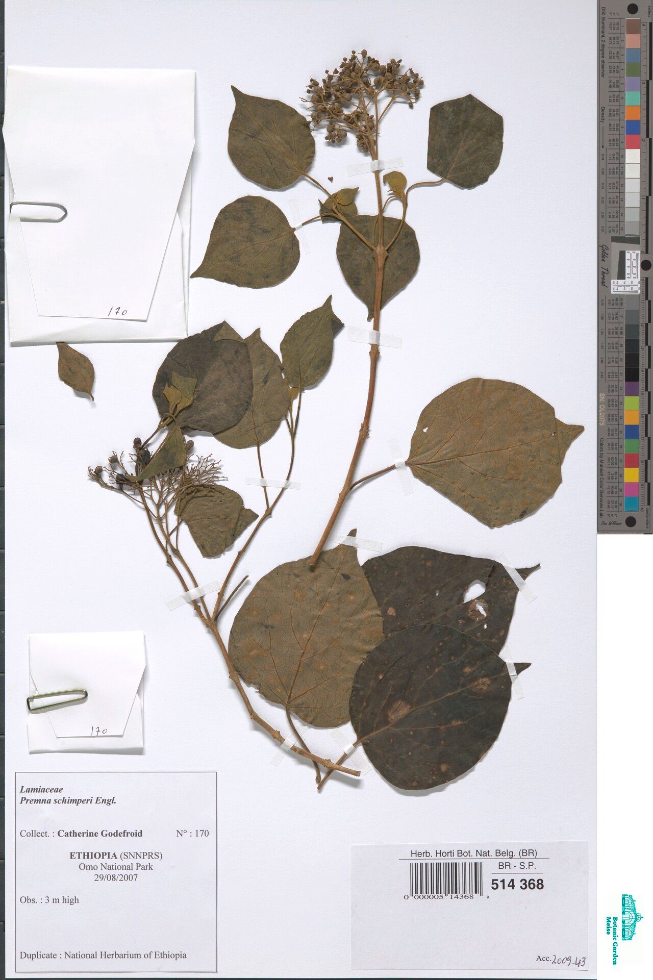 Premna schimperi — houseplant care guide