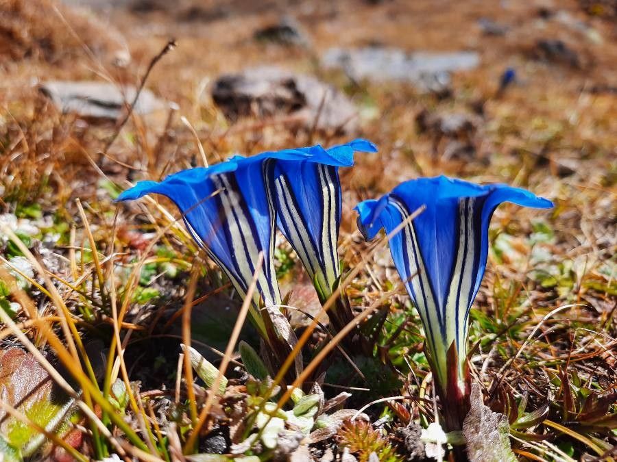 Gentiana nyalamensis — houseplant care guide