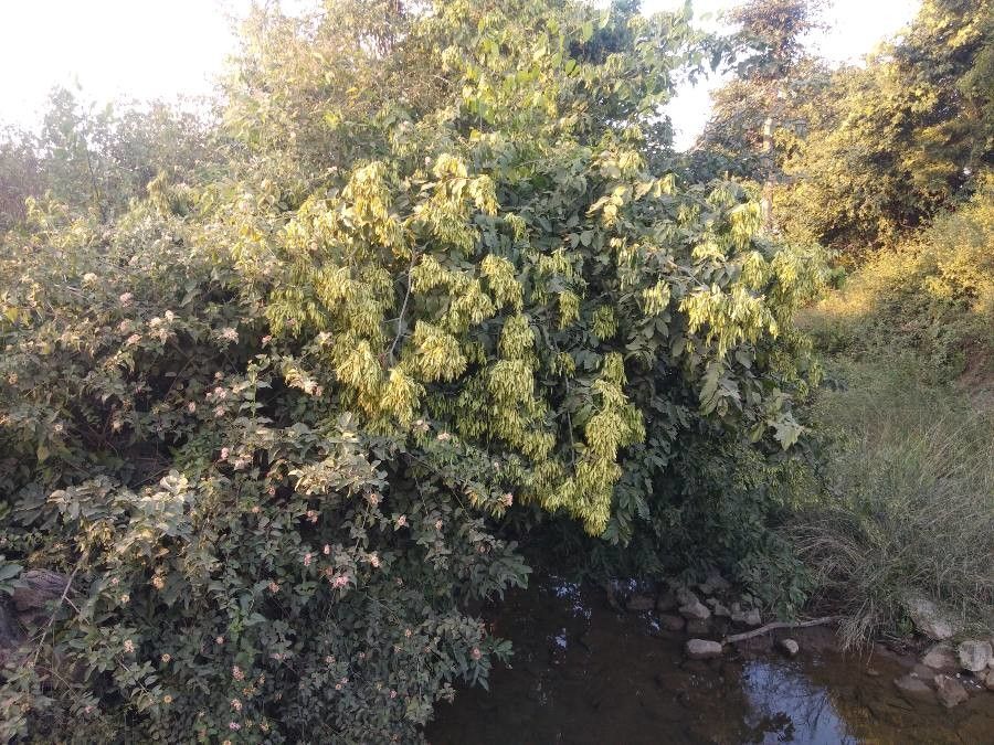 Ventilago maderaspatana fruit