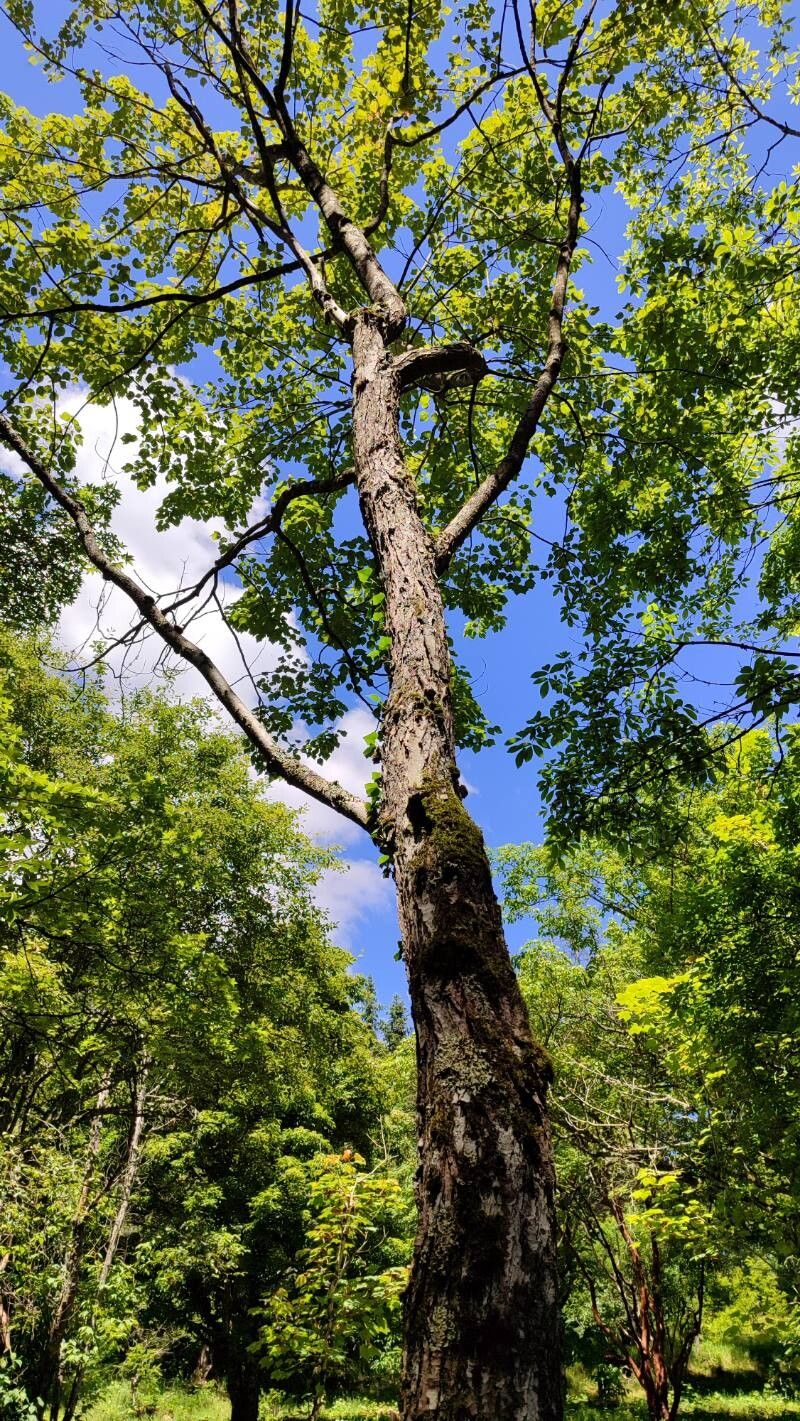 Acer pycnanthum habit