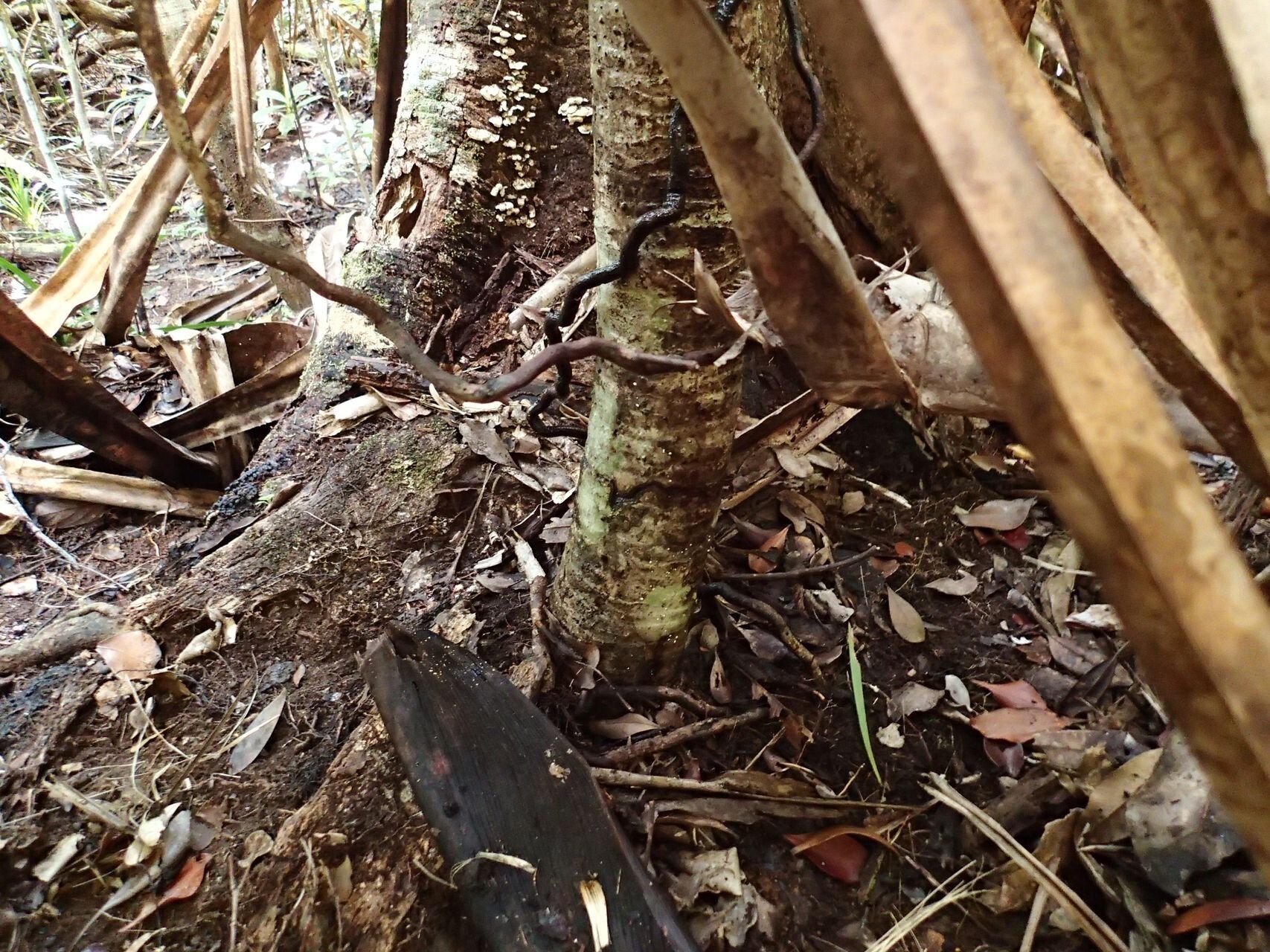 Pandanus pancheri bark