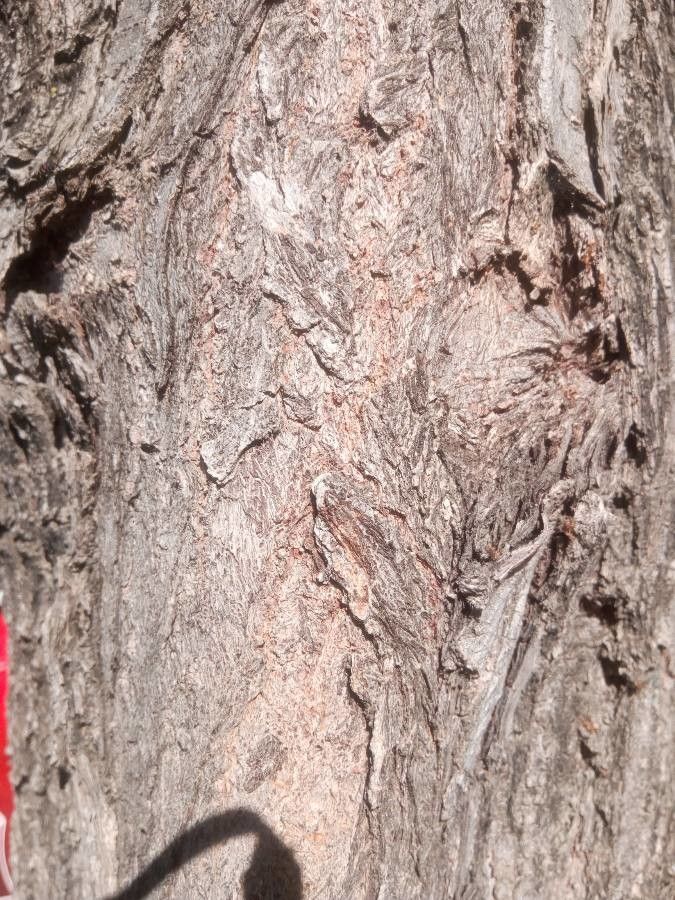 Salix matsudana bark