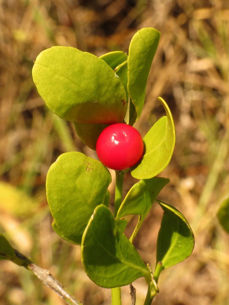 Crossopetalum rhacoma fruit
