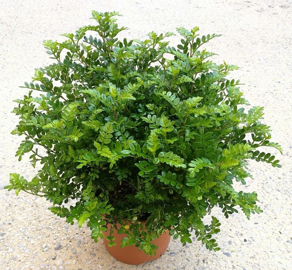 Zanthoxylum beecheyanum habit