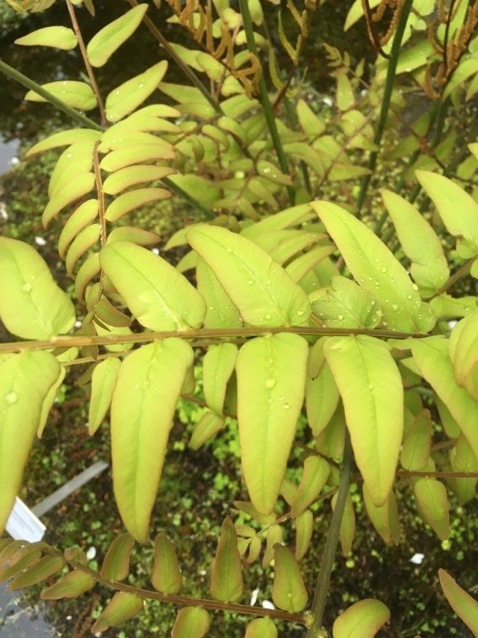 Osmunda japonica — search result for 'Osmundastrum'