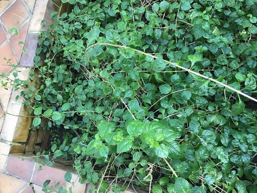 Ruttya fruticosa habit