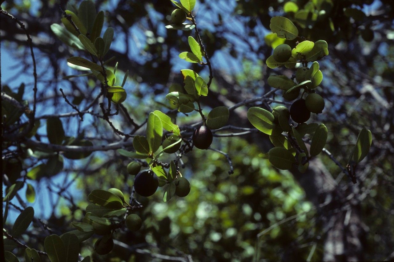 Reynosia septentrionalis habit
