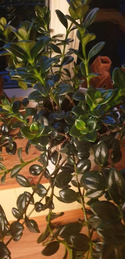 Nematanthus fritschii