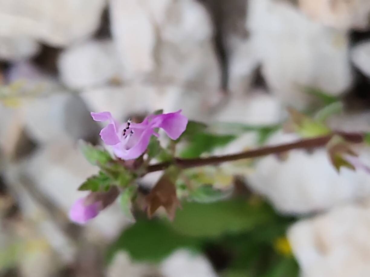 Lamium persepolitanum flower