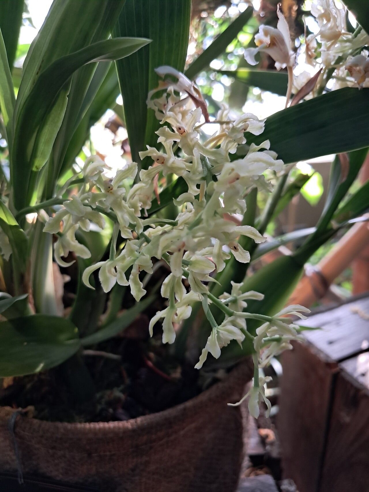 Gomesa crispa — related species from the same genus