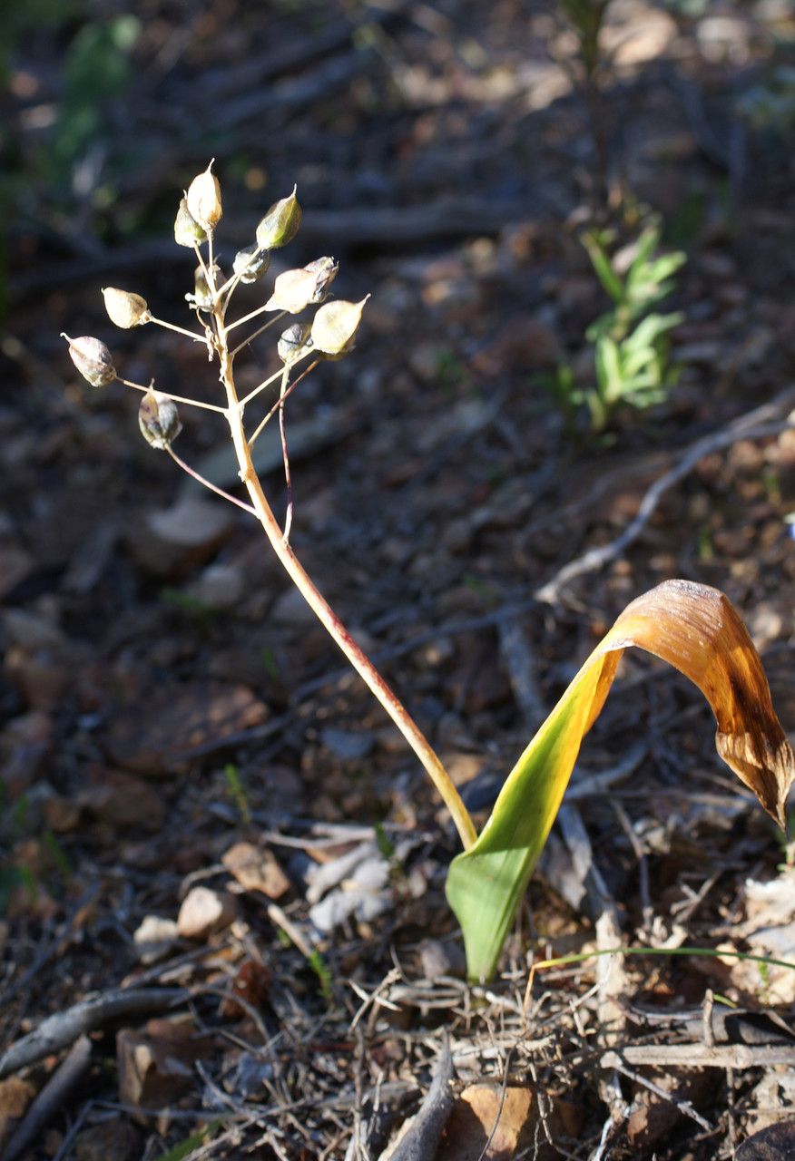Scilla monophyllos fruit
