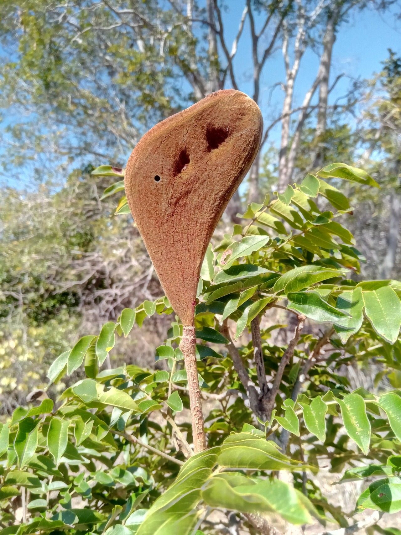 Xylia hoffmannii fruit