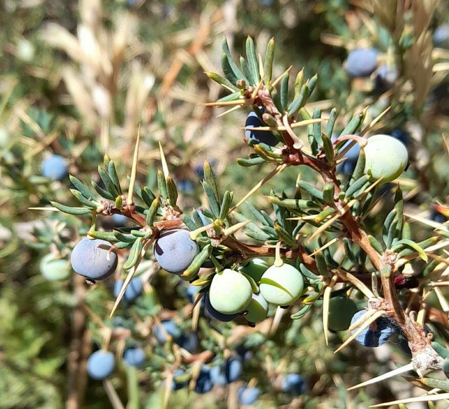Berberis empetrifolia fruit