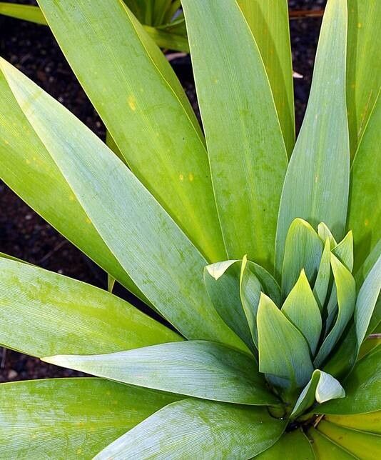 Cordyline obtecta — houseplant care guide