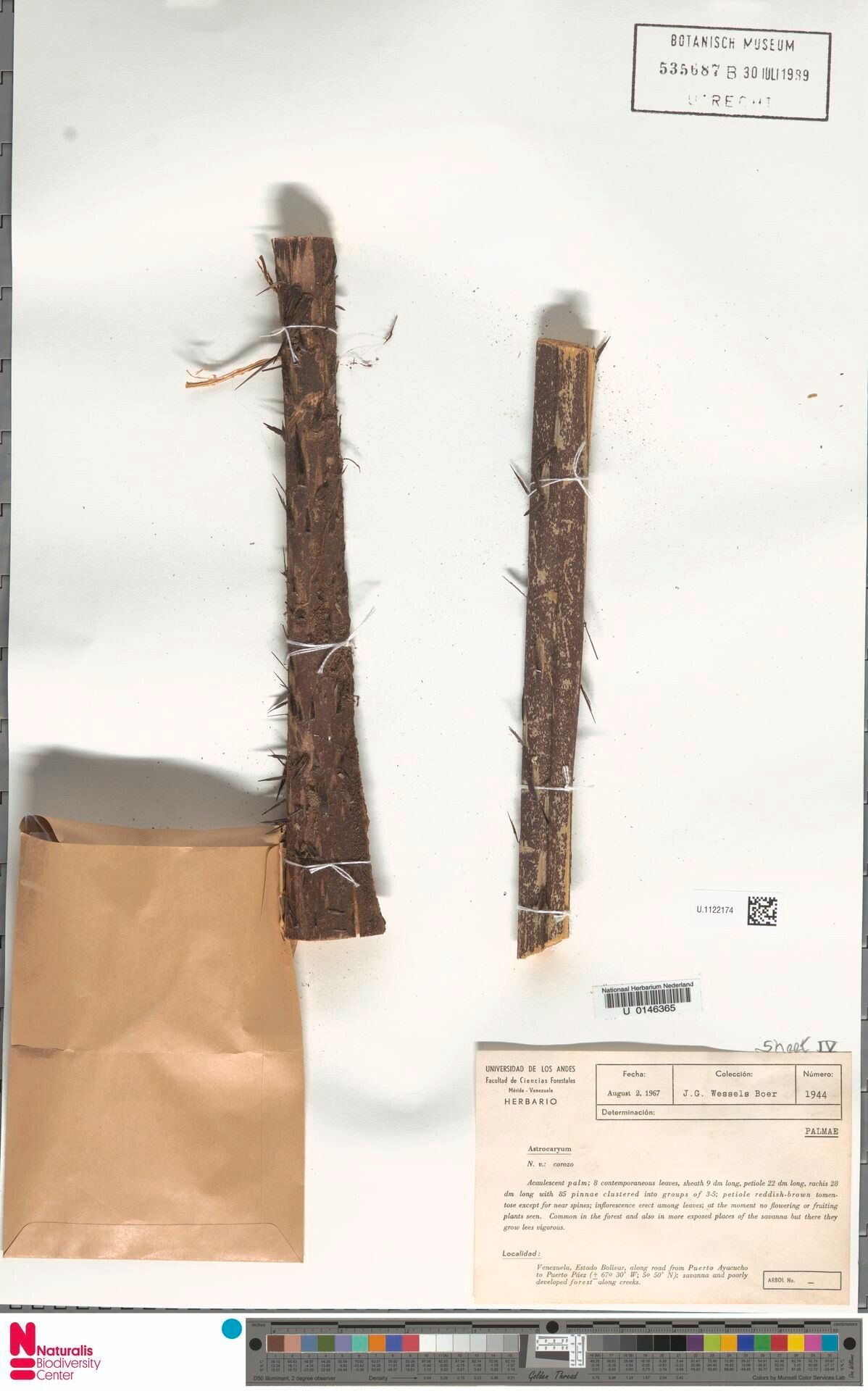 Astrocaryum acaule bark