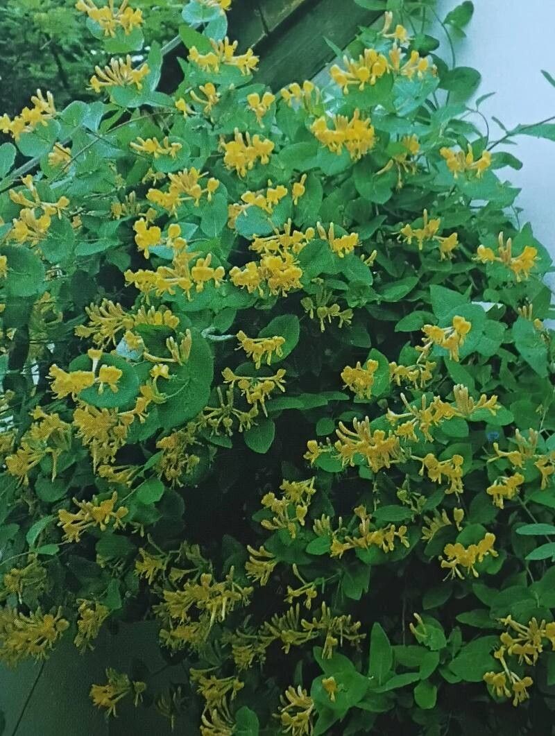 Lonicera × tellmanniana habit