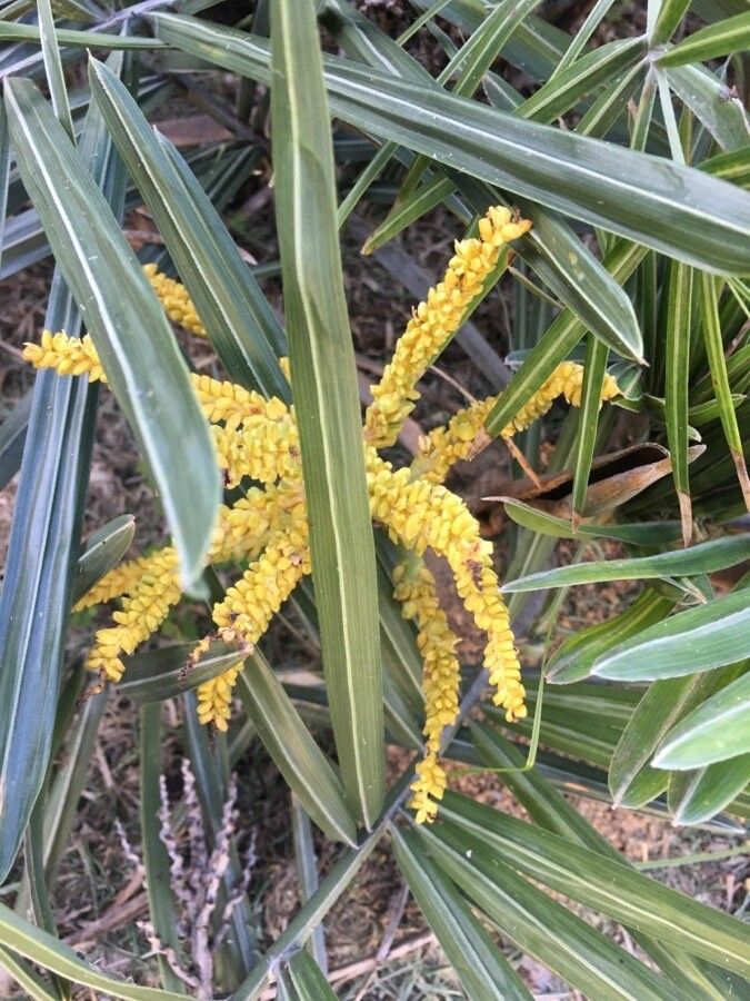 Syagrus microphylla flower