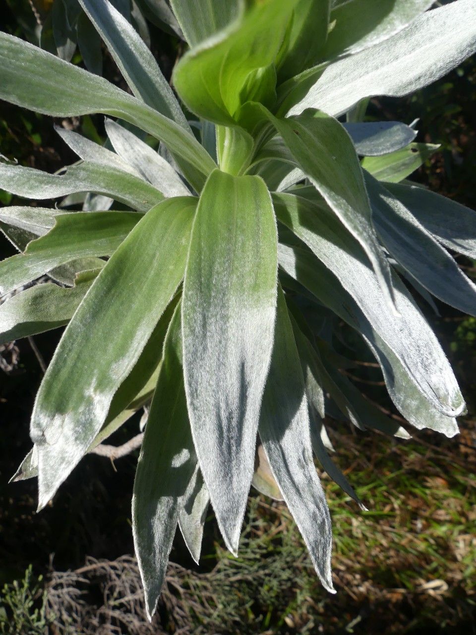 Helichrysum arnicoides leaf