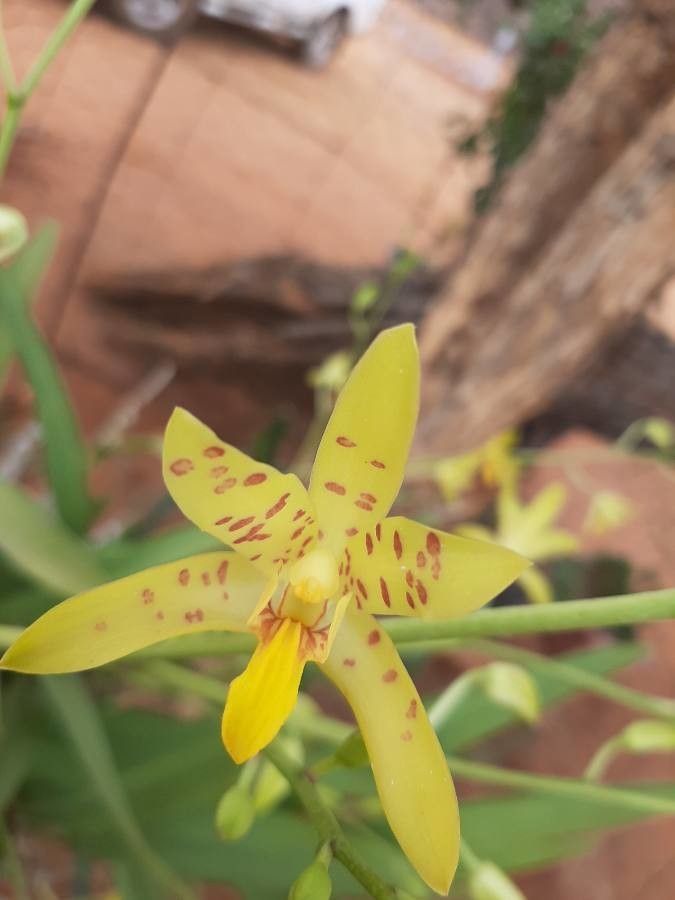 Ansellia africana flower