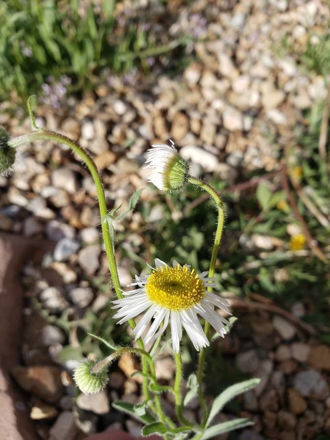 Erigeron neomexicanus flower