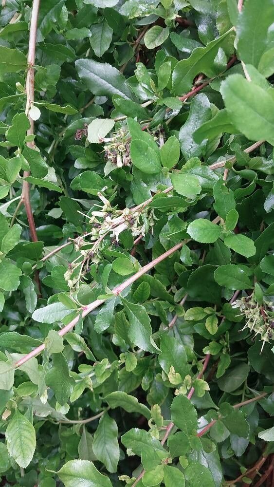 Escallonia illinita flower