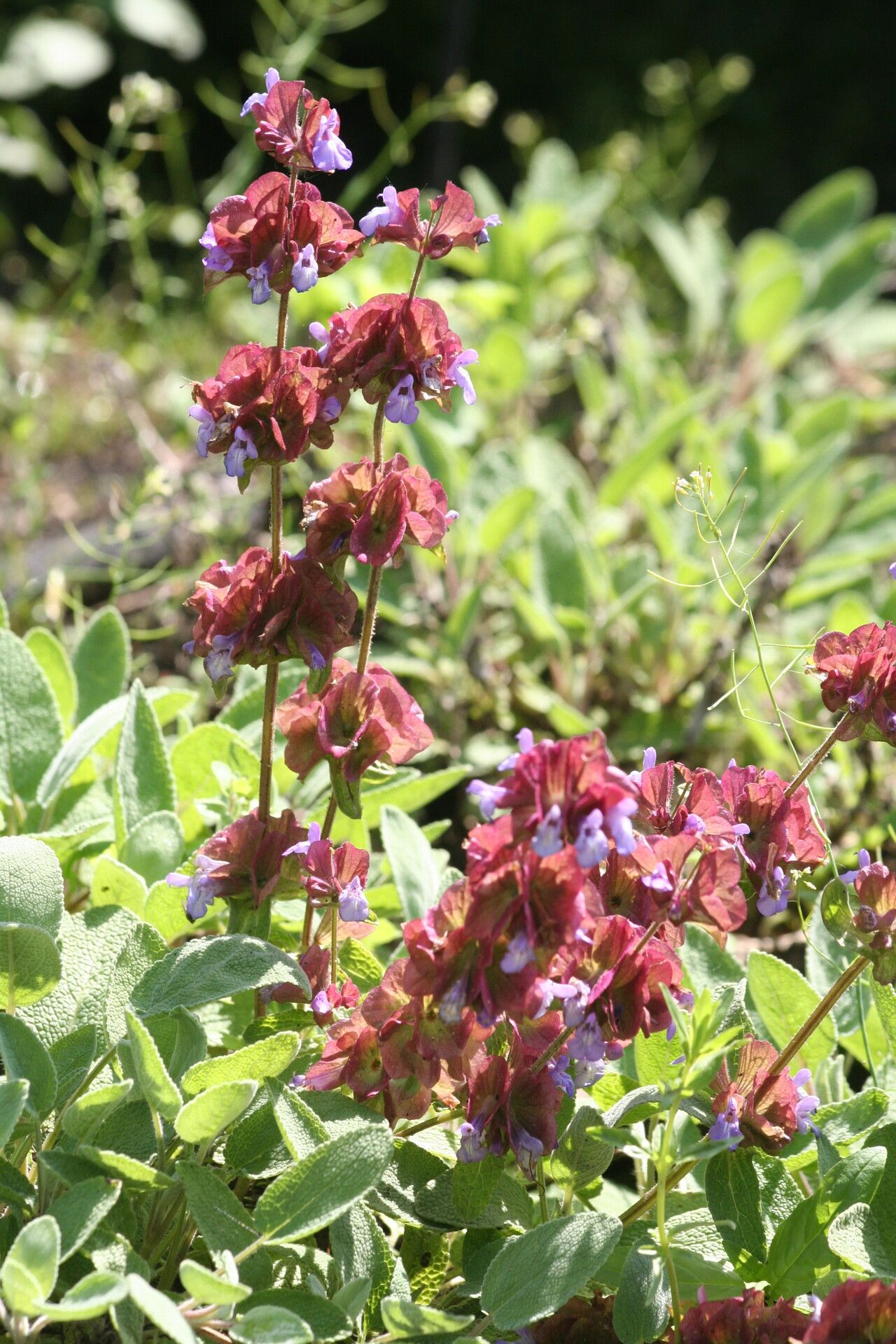 Salvia multicaulis flower