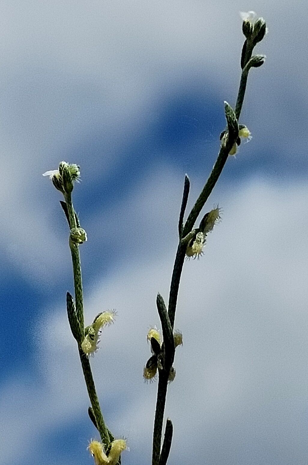 Pectocarya penicillata — related species from the same genus